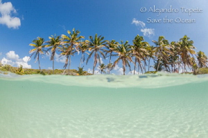 Palms and Sea, Isla Contoy Mexico by Alejandro Topete 